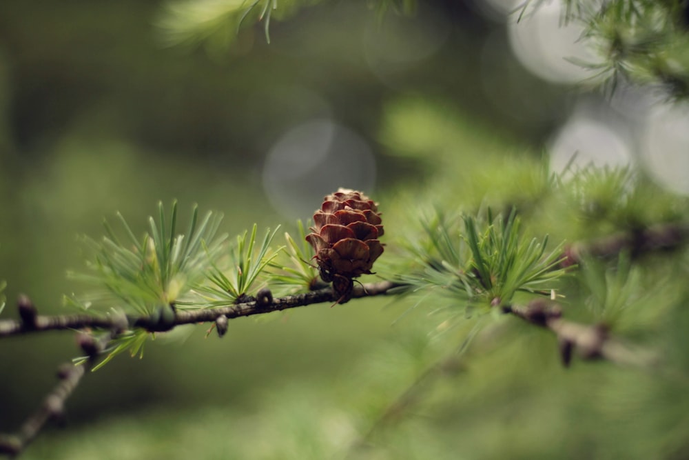 pomme de pin brune