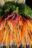 A vibrant display of multicolored carrots with shades of orange, yellow, and purple, topped with lush green foliage, all arranged closely together in a bunch.