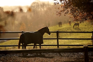 পনি কম্বল