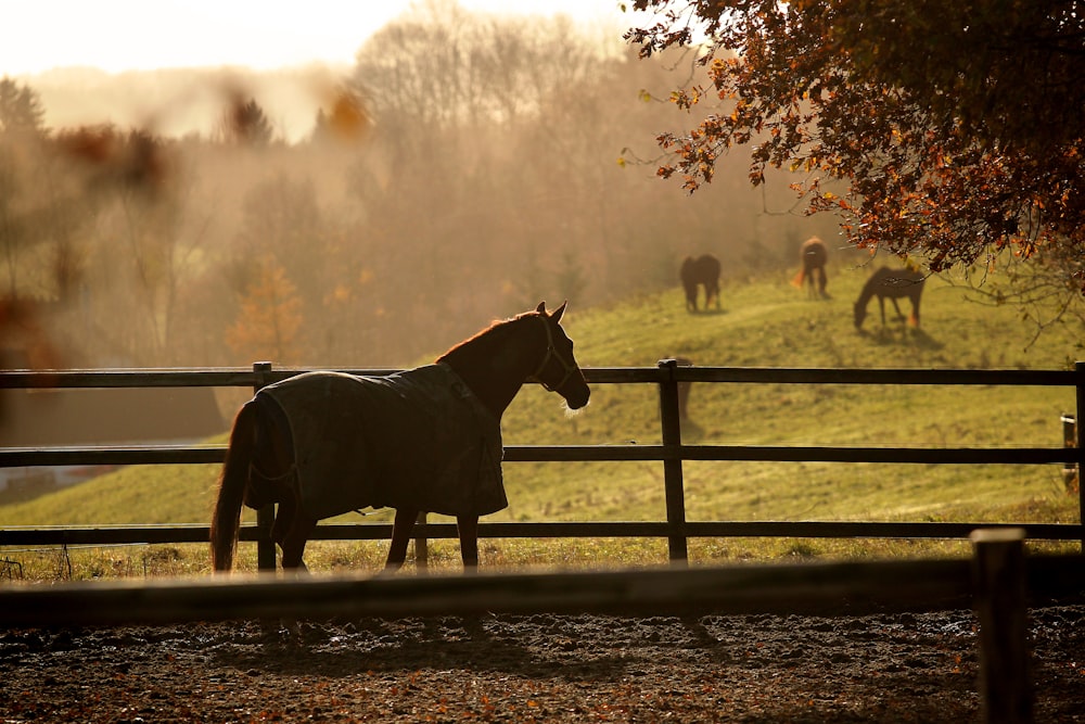 Caballo marrón parado en el campo durante la hora dorada