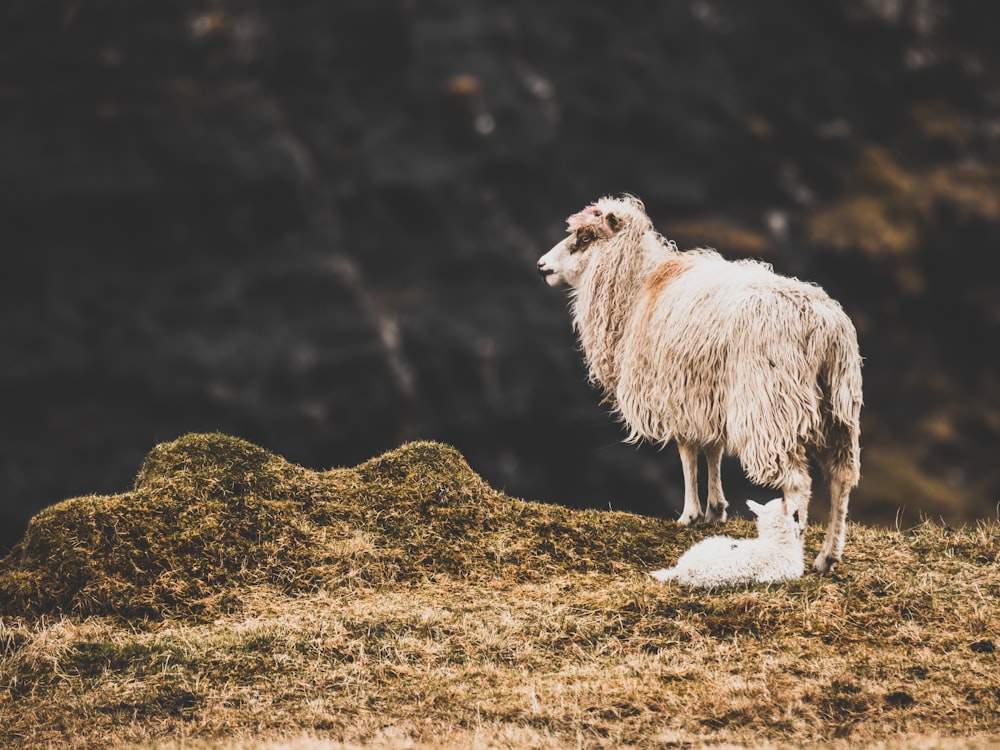 white sheep standing on peak at daytime