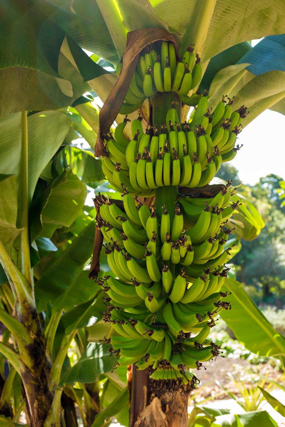 grüne Bananenfrüchte am Baum