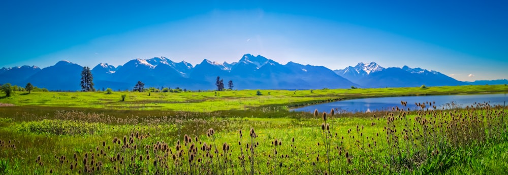 green grass field