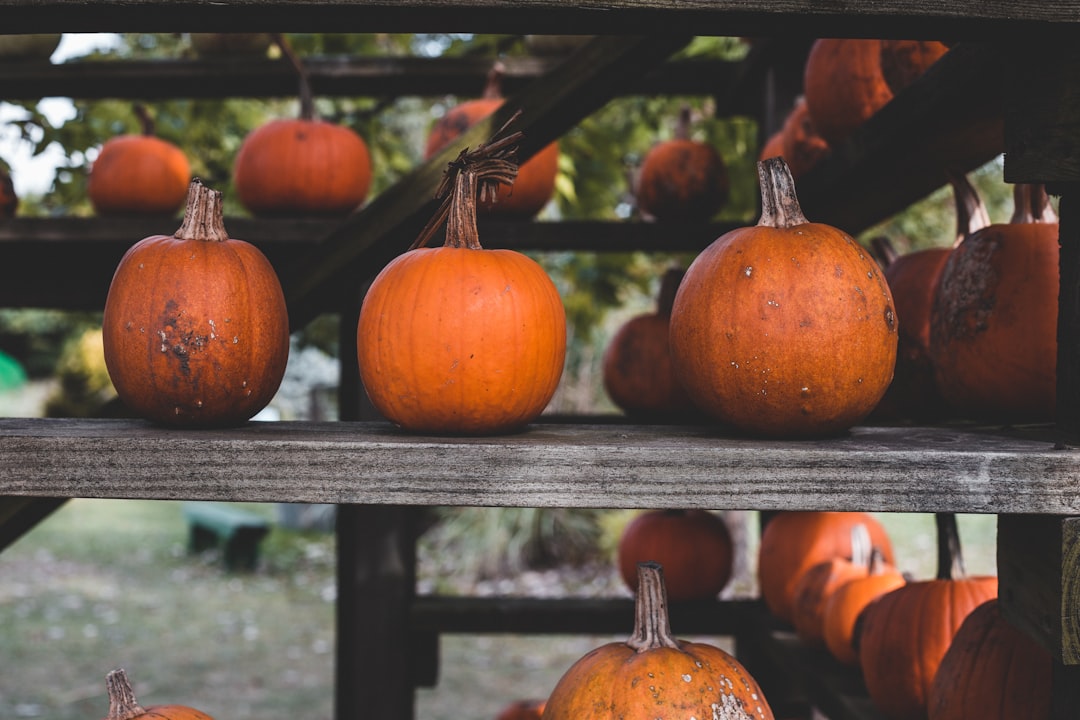 orange pumpkins, Pumpkin Display