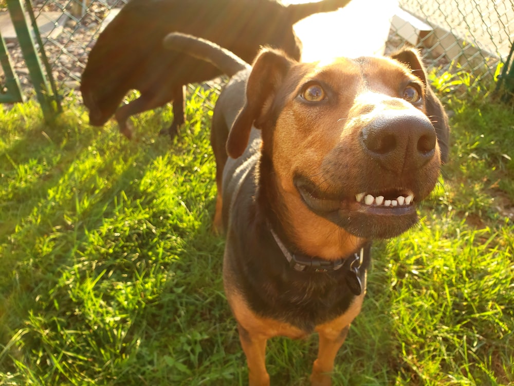 short-coated brown and black dog