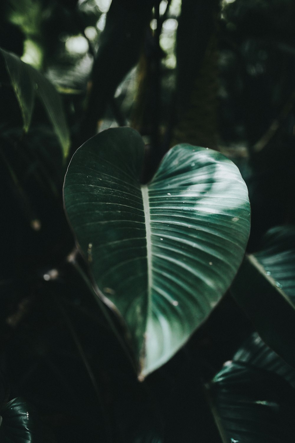 shallow focus of green leaf