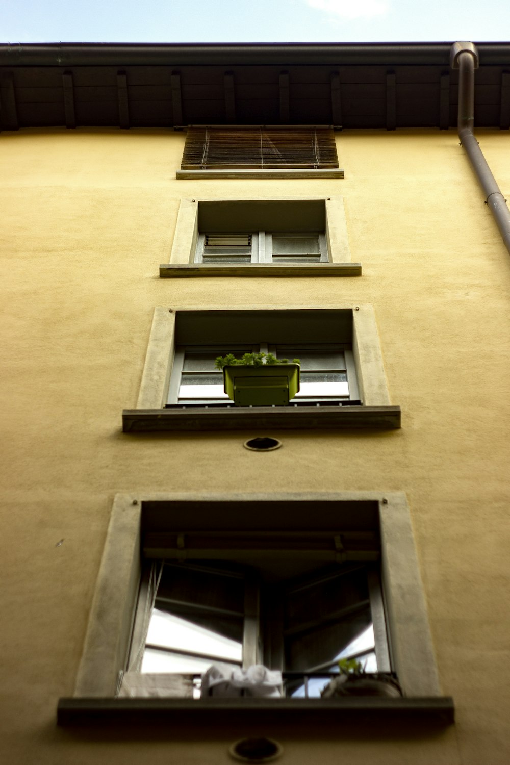 green potted plant on window