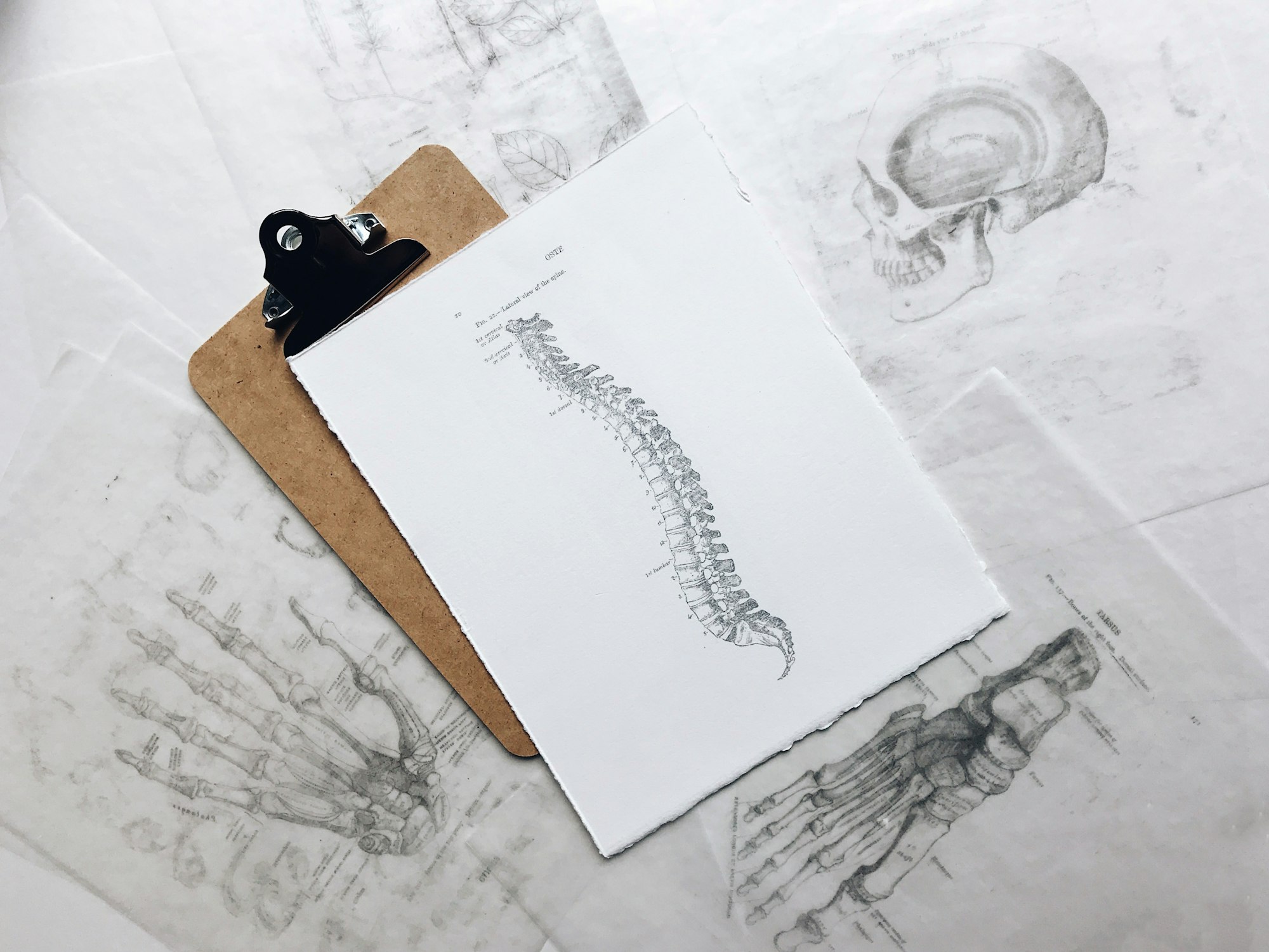I was feeling some Halloween spirit in studio today after I found some of my old wax transfers of medical drawings! The diagrams are from the Grey’s Anatomy medical book. Happy Halloween!
