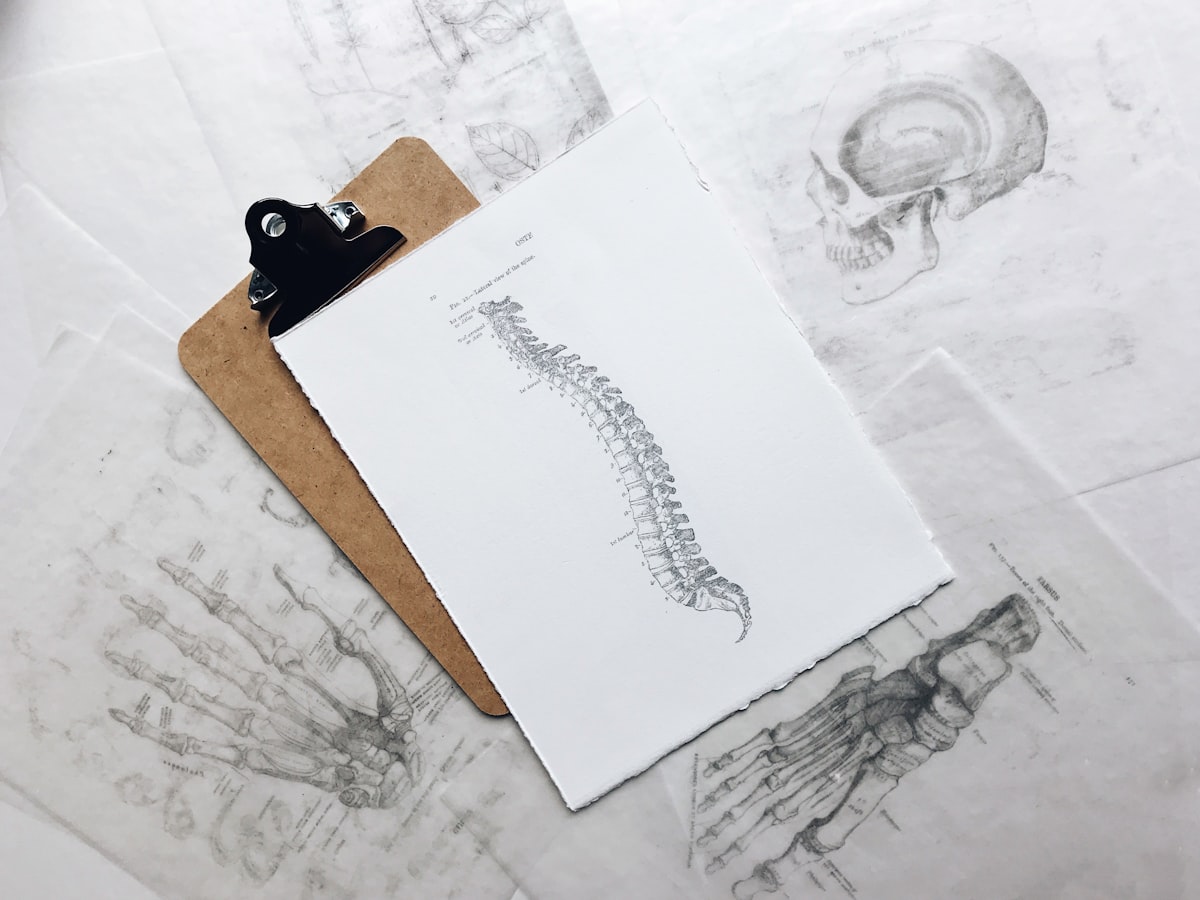 Illustration de l'articulation et du système osseux