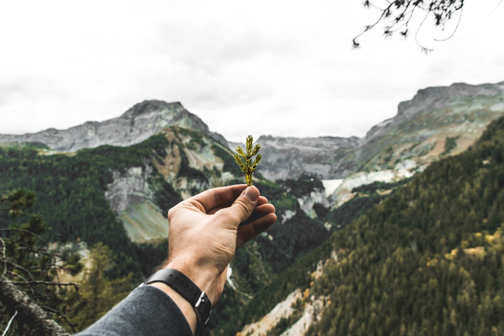 a person holding a small plant in their hand