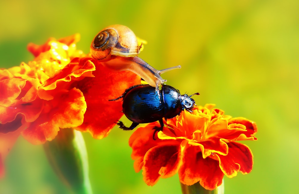 brown snail and black beetle on Marigold flowers