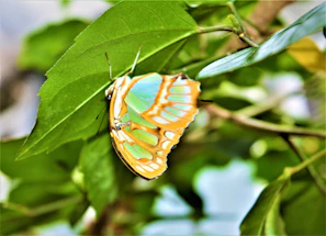 A vibrant butterfly resting on a bright green leaf amidst the lush greenery of green_ara.