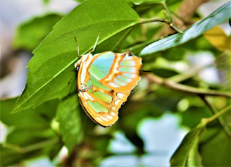 A vibrant butterfly resting on a bright green leaf amidst the lush greenery of green_ara.