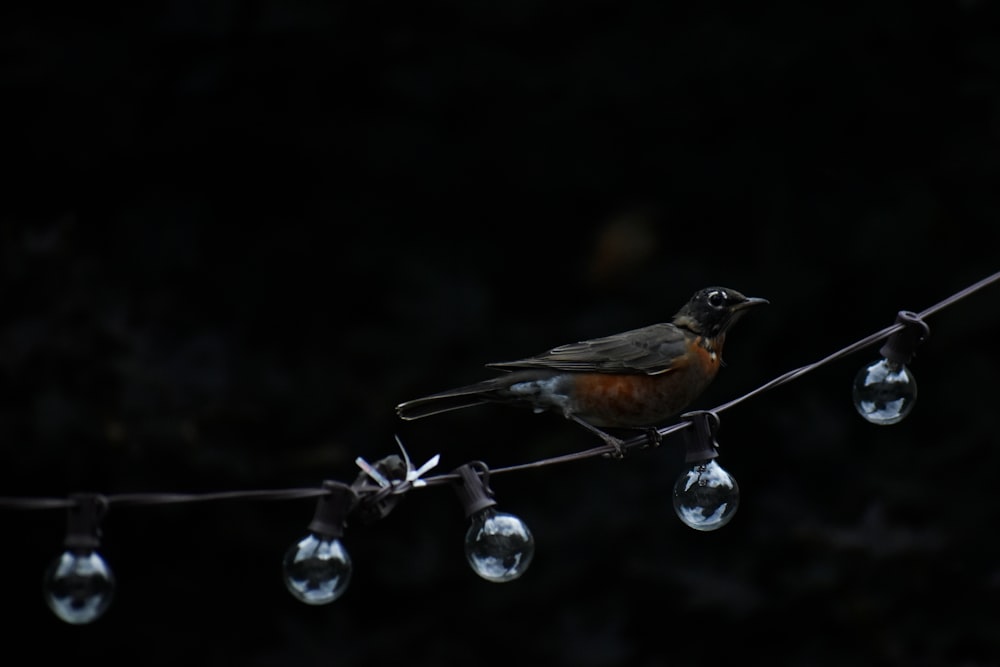 American robin perching on string light