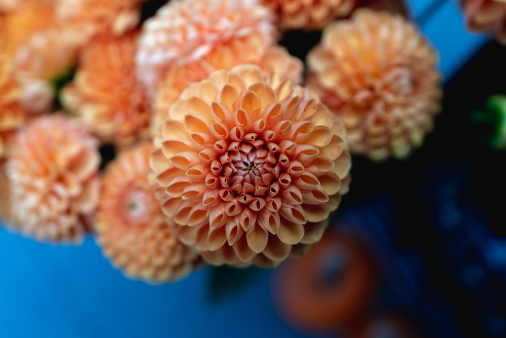 orange flowers