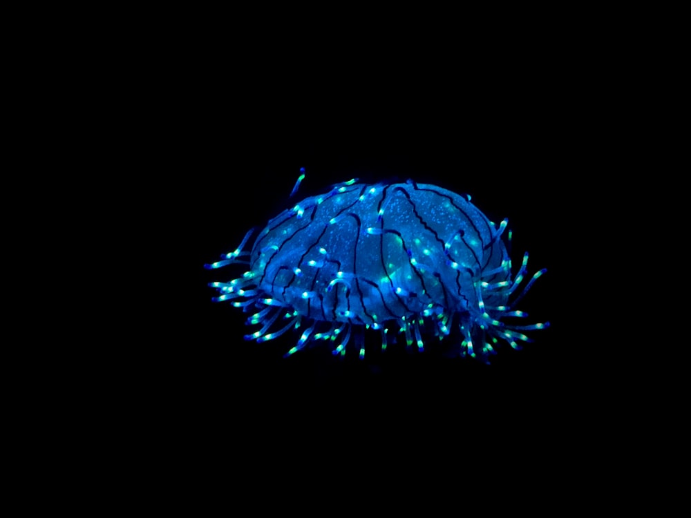 blue jellyfish