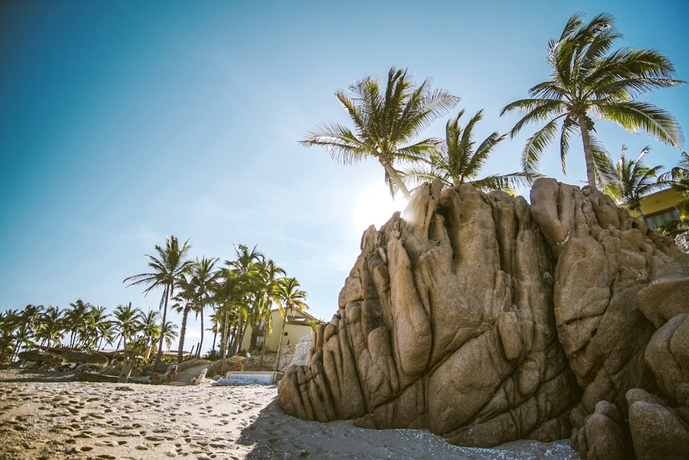 brown rock formation near coconut trees