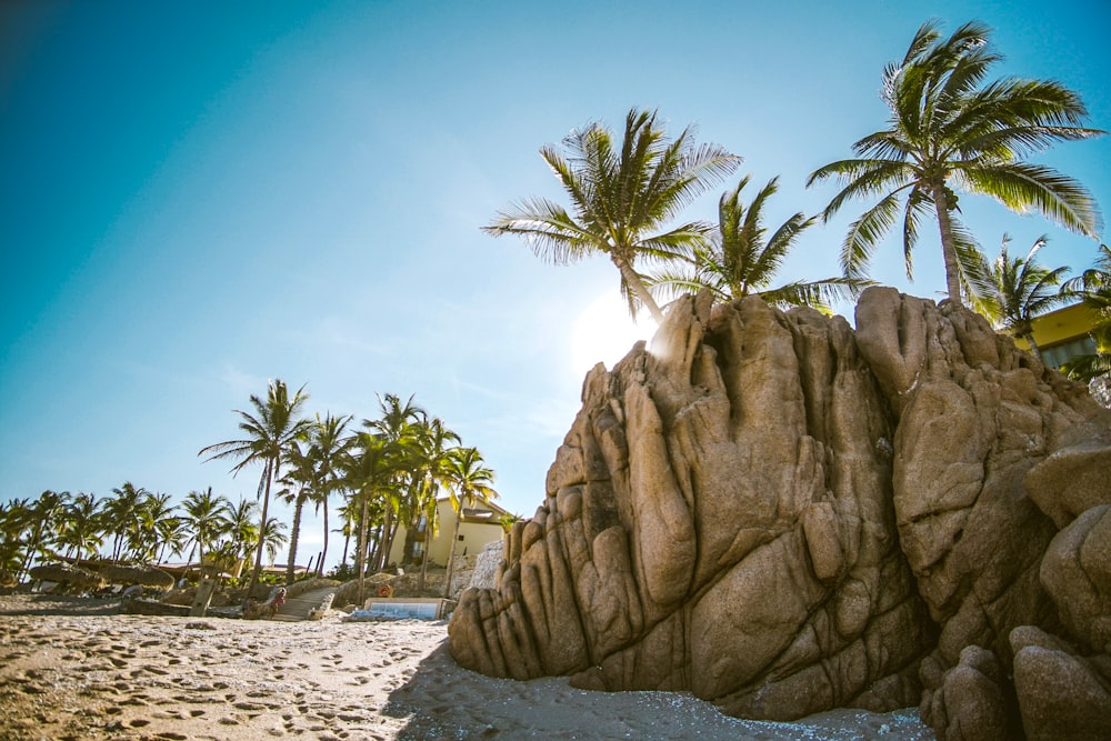 brown rock formation near coconut trees