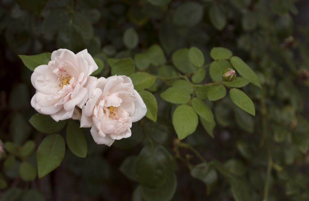 white roses close-up photography