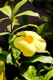 A vibrant yellow flower with delicate petals is surrounded by lush green leaves under bright sunlight. The background features hints of darker greens, creating a contrast that highlights the flower's vivid color.