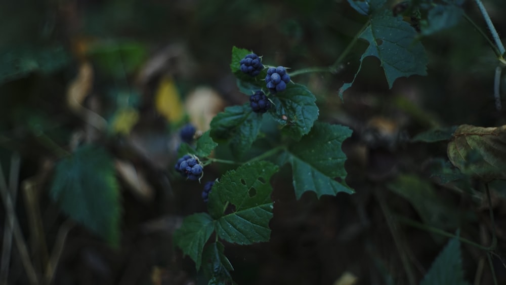 blueberries photo