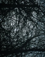 A intricate network of tangled, dark branches or wires creating a complex pattern against a lighter background, giving a sense of depth and intricacy.