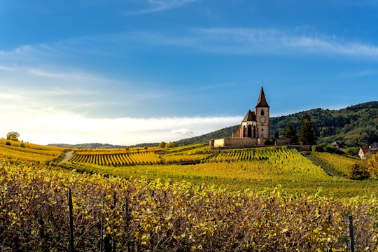 photo of Riquewihr Hill near Grand-Ballon