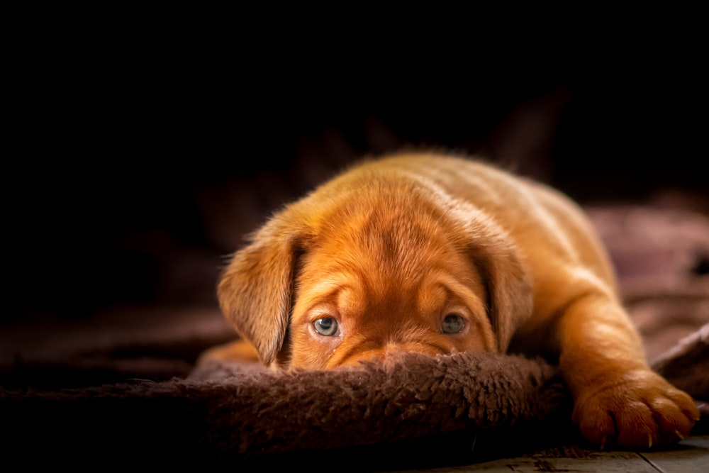brown puppy on mat