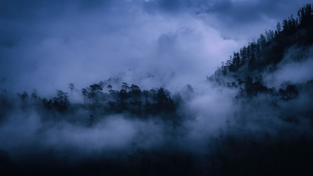 forest covered with fogs