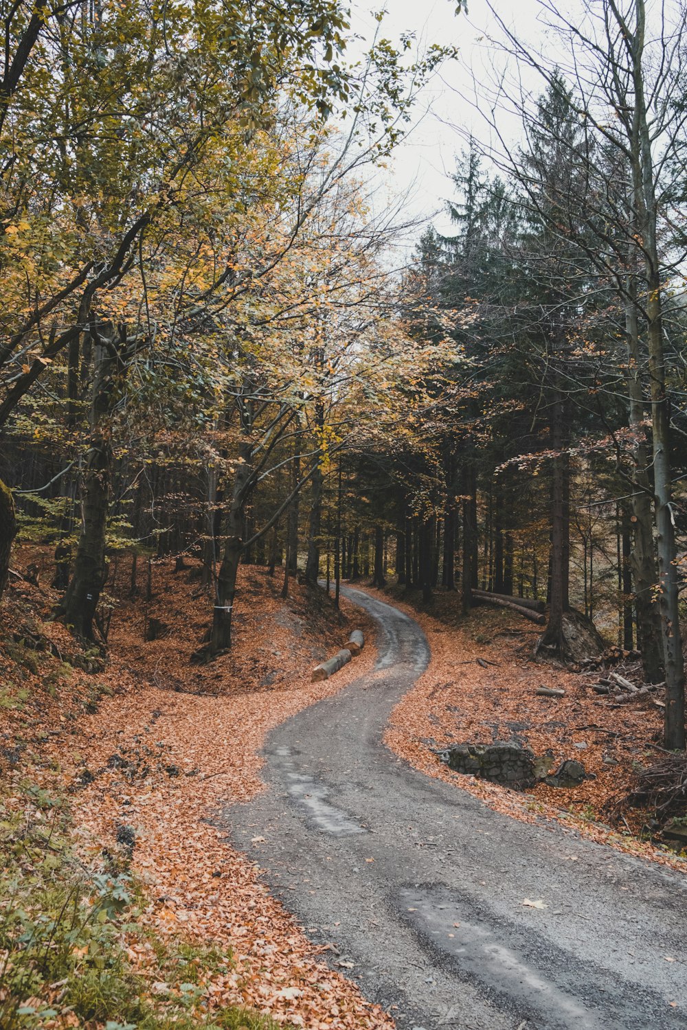 road between trees during daytime