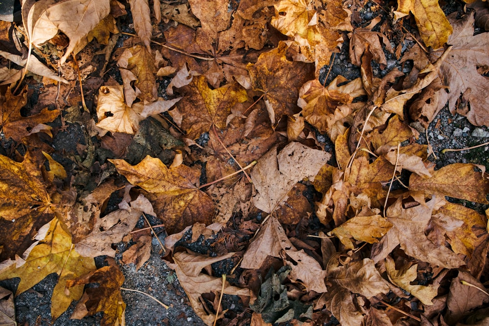 dried brown leaves