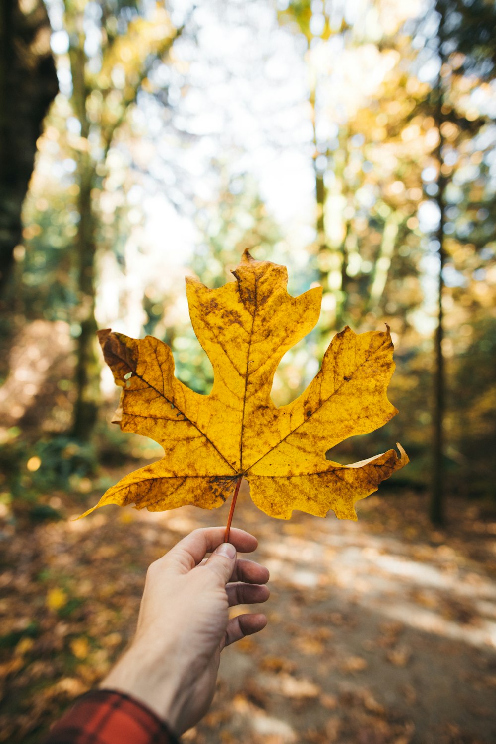 selective focus photography of person holding brown maple leaf