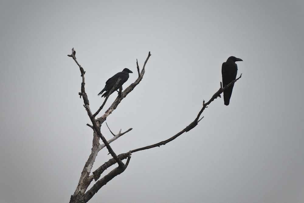 Fotografía de dos pájaros en el árbol