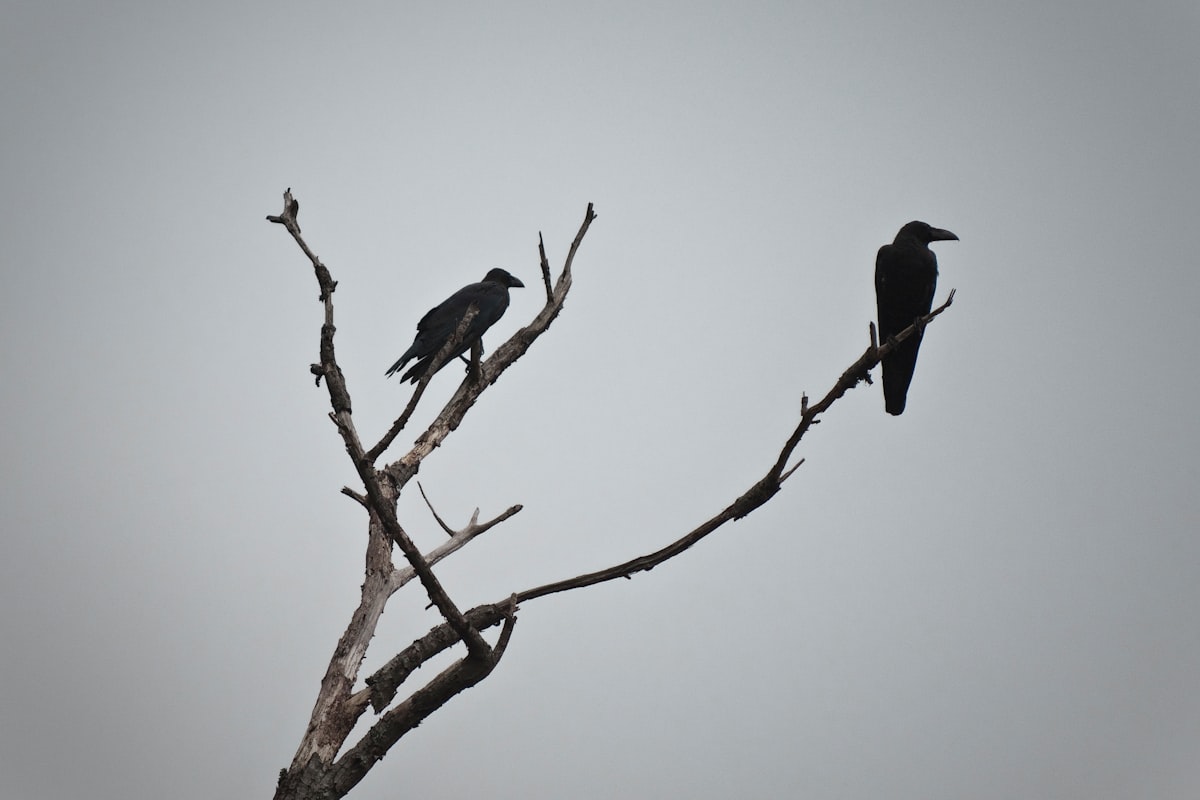 At Least Crows Plot Their Recklessness