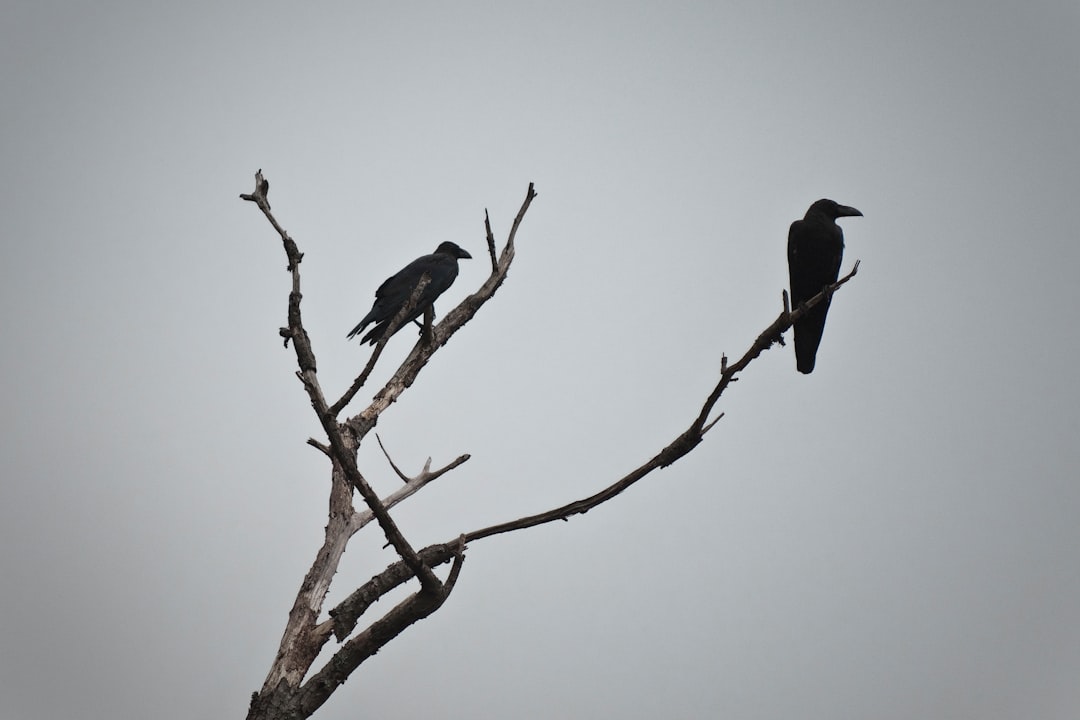  two bird on tree photography crow