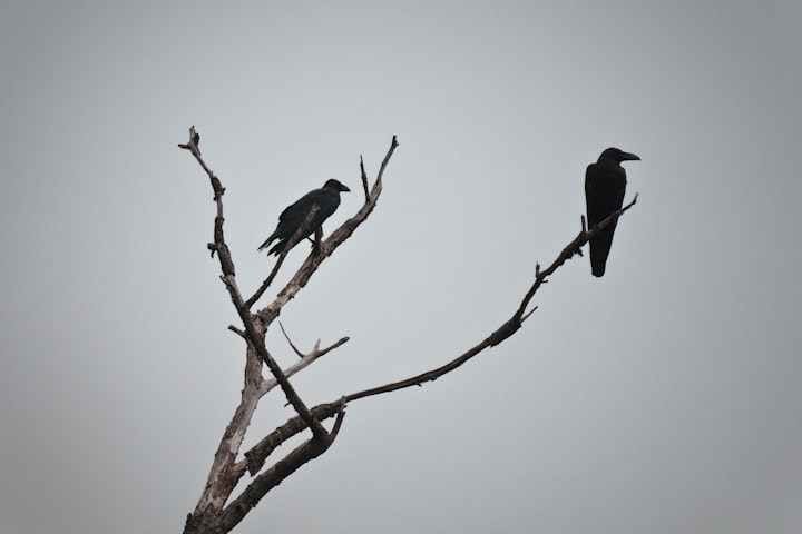 At Least Crows Plot Their Recklessness