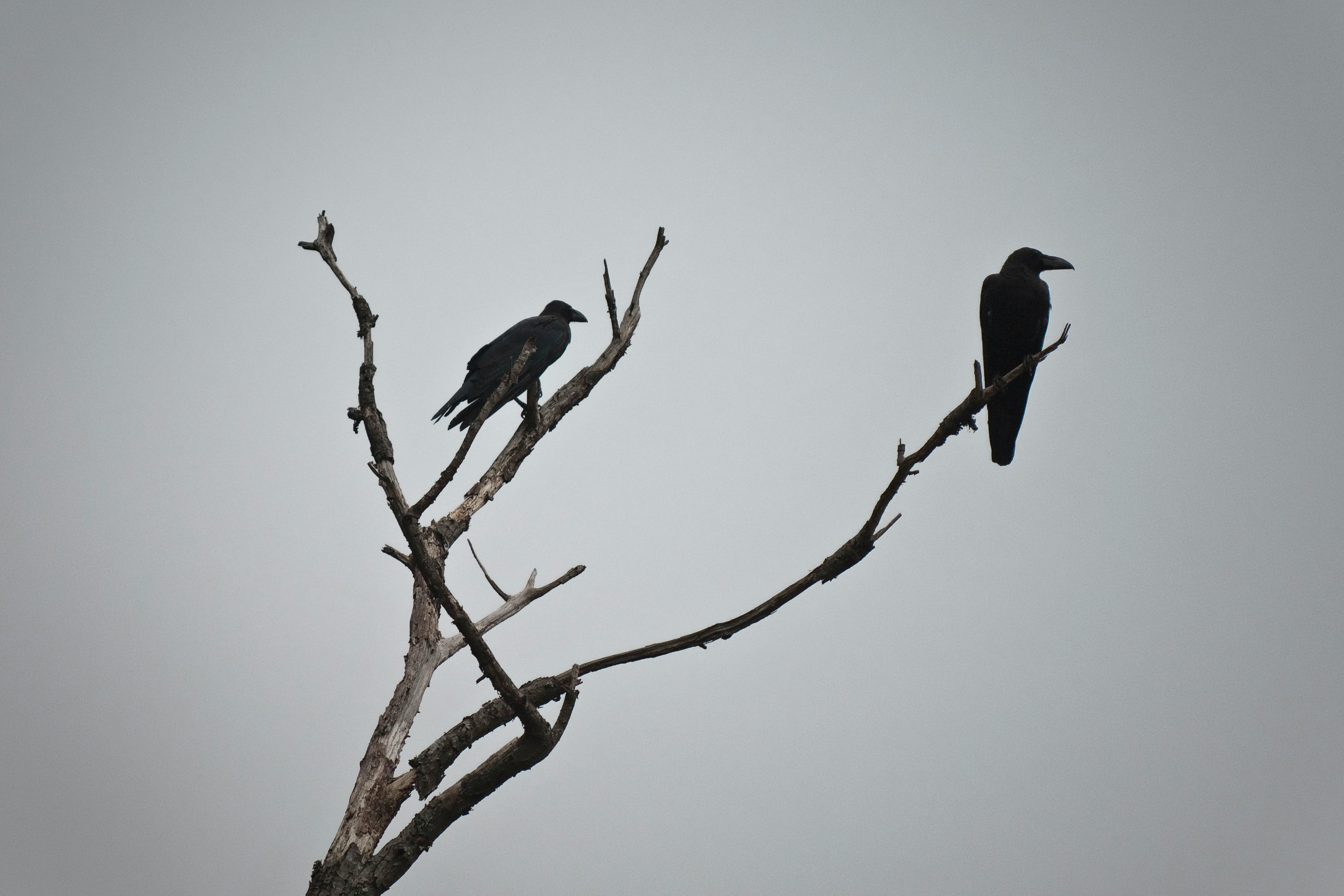 two bird on tree photography