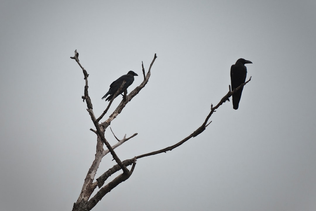 photo of Okayama Prefecture Wildlife near Teshima Art Museum