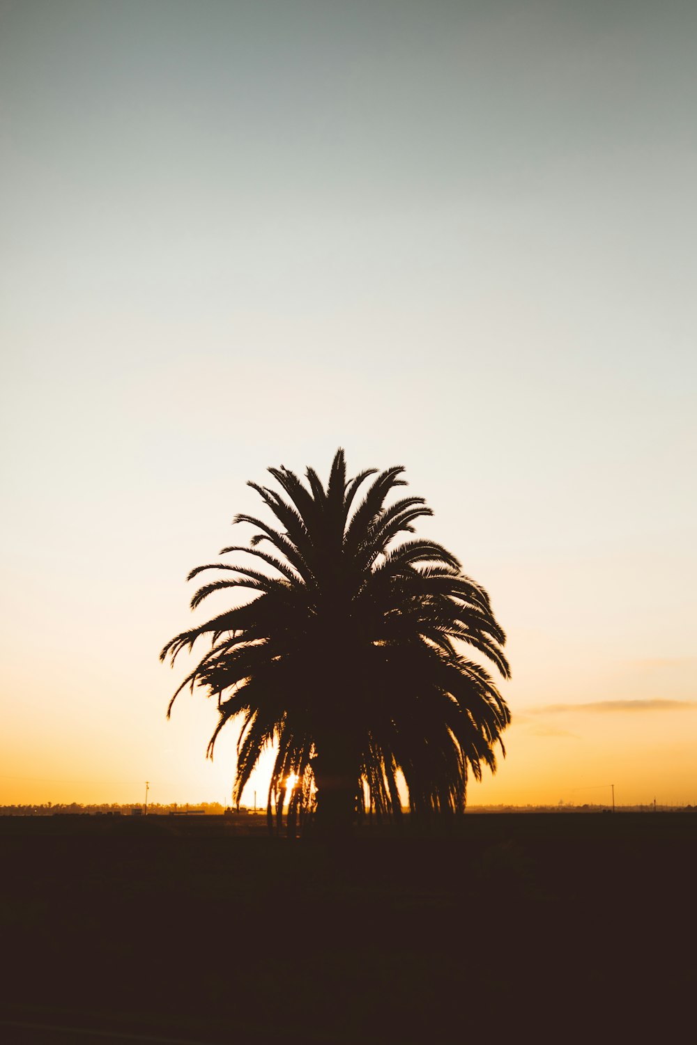 Silhouettenfoto der Palme während der goldenen Stunde
