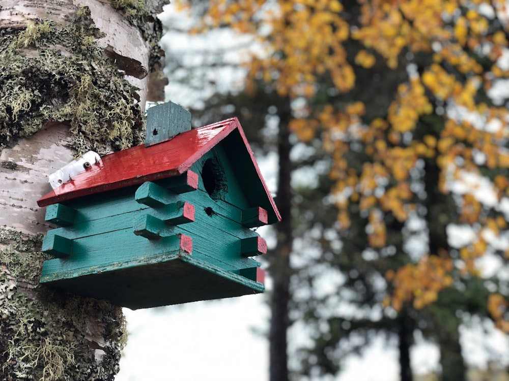 green and red wooden birdhouse on tree during daytime