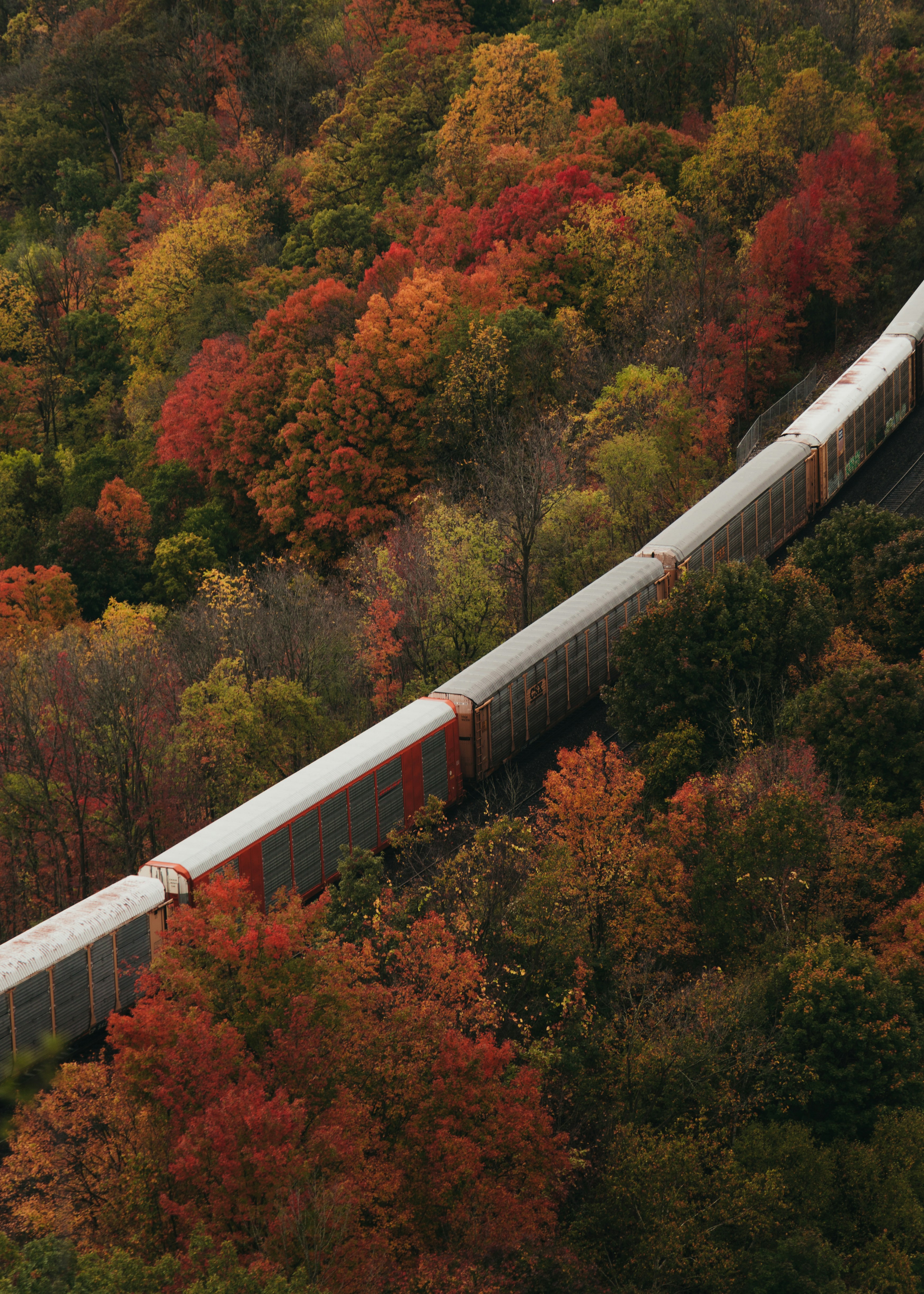 train voyageant sur les chemins de fer entre la forêt