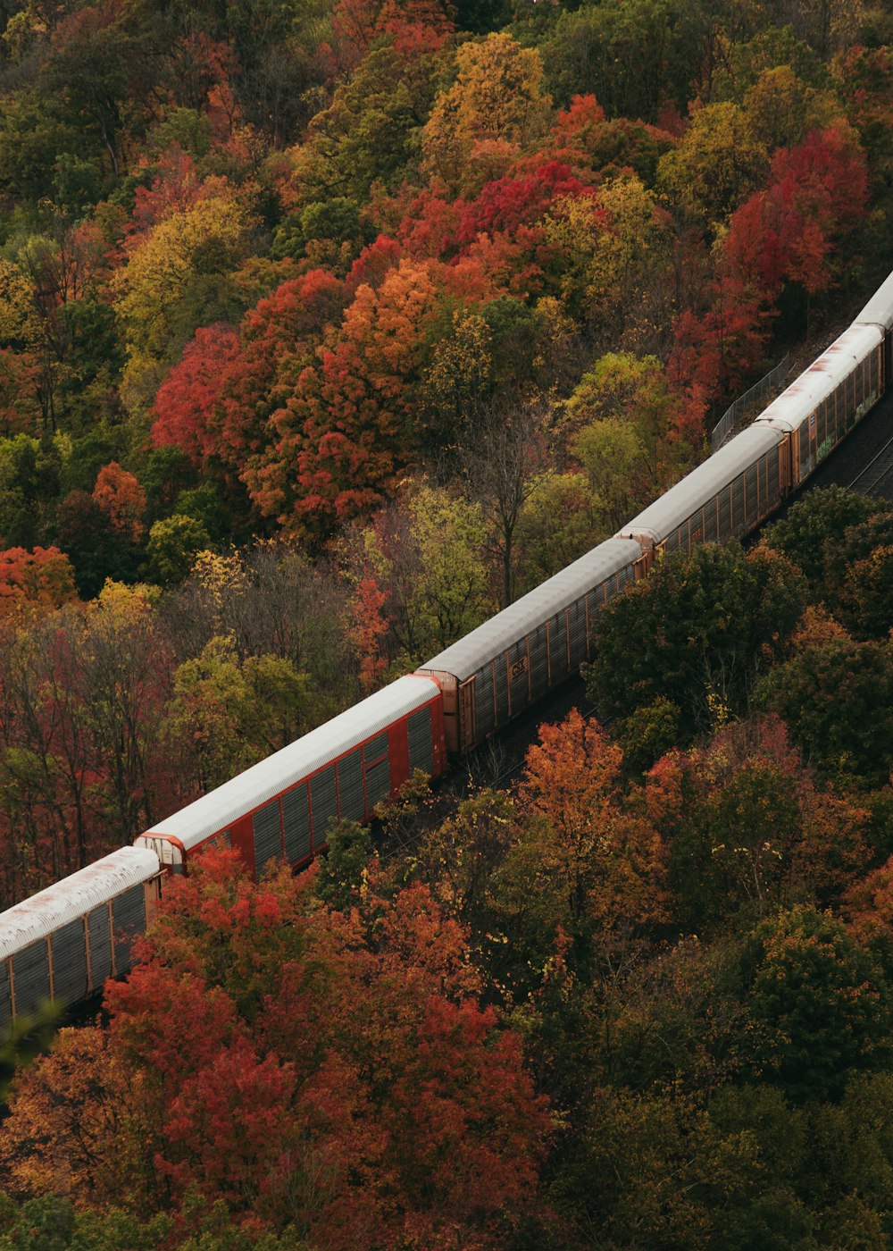 train traveling on railways between forest