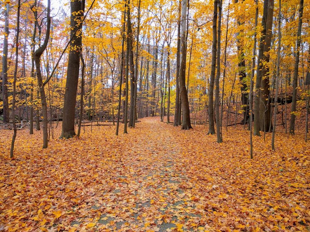 view of fallen leaves on ground