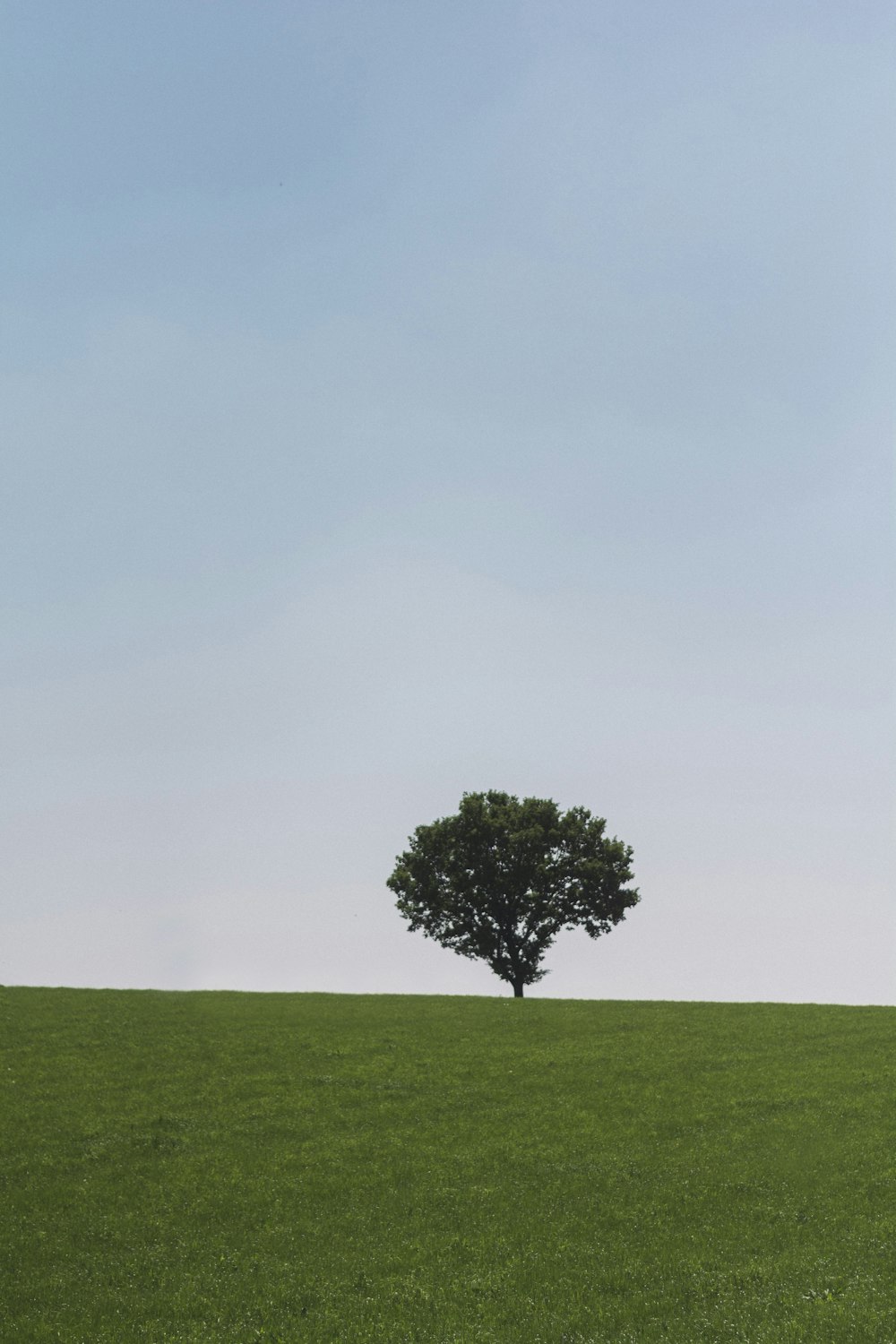 Campo de hierba verde y árbol durante el día