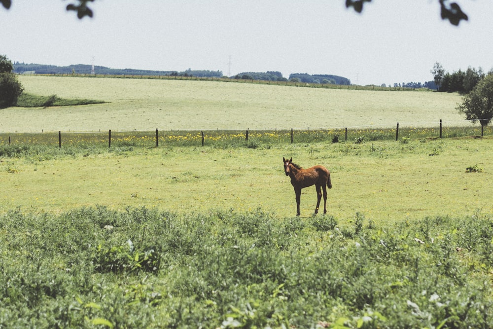 cavalo marrom no campo de grama durante o dia