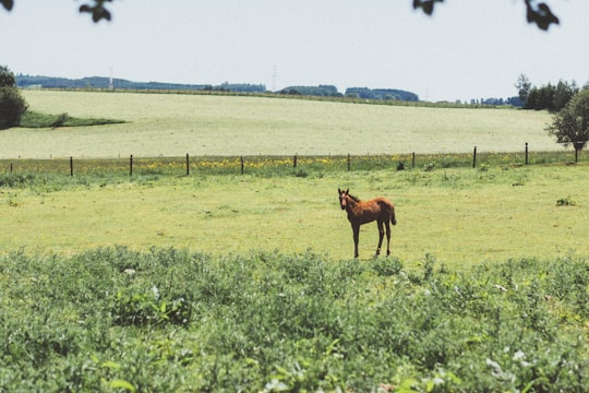 brown horse on grass field during daytime in Vielsalm Belgium