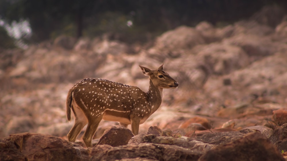 selective focus photography of brown deer standing on field