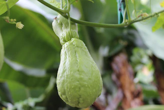 Fresh squash fruits hanging on vibrant green vines in a sunny field.
