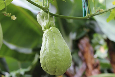 Fresh squash fruits hanging on vibrant green vines in a sunny field.