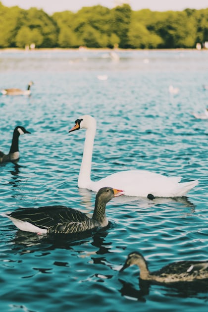 Swans in water